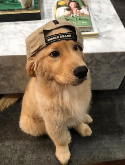 Perro Aegon