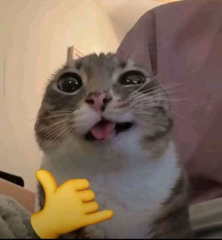 Gato Balerion