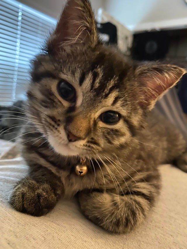 Gato Drogon